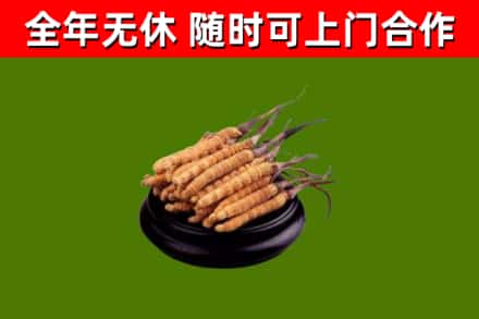 长安镇回收散虫草