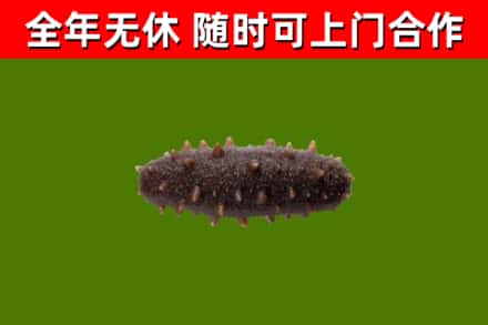 长安镇回收海参干